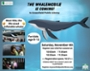 Whalemobile: Meet Nile the Giant Inflatable Whale!